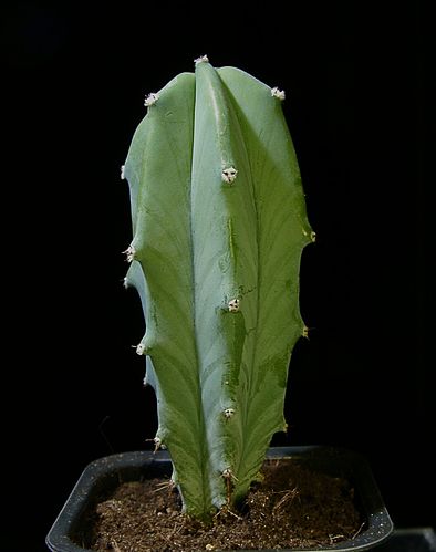 Myrtillocactus geometrizans